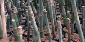 Bamboo Plant