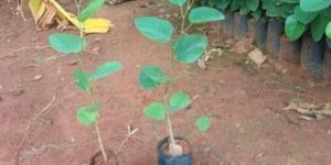 Red Sandalwood Plant