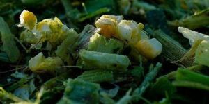 Corn Silage