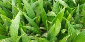 Coconut Hybrid Plant