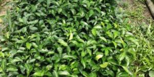 Mandarin Orange Plant