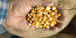 Yellow Maize Seeds