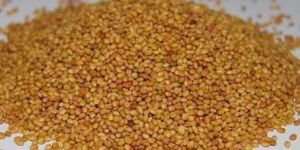 Clover Seeds