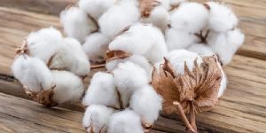 Cotton
