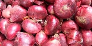 Fresh Red Onion