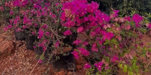 Bougainvillea Plant