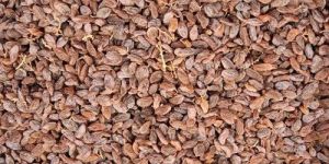 Organic Malyar Raisins