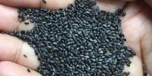 Basil Seeds