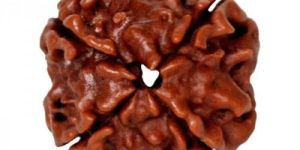 4 Mukhi Rudraksha