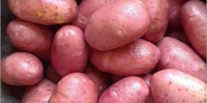 Red Potato
