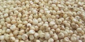 Sorghum Seeds