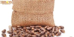 Natural Castor Seeds