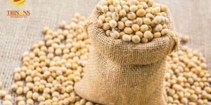 Natural Soyabean Seeds