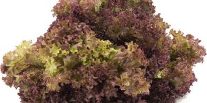 Lollo Rosso Lettuce Leaves