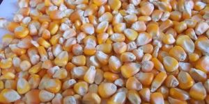 Yellow Maize