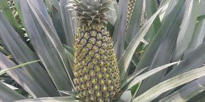 Mauritius Pineapple