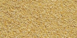 Maize
