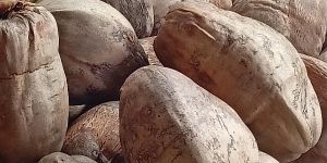 Brown Dried Whole Coconut