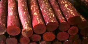Red Sandalwood Logs