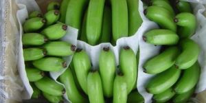 EPE Foam for Banana Packing