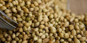 Coriander Seeds