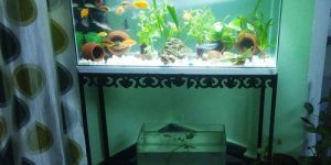 Aquarium Fish Tank
