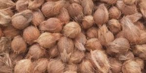 Semi Husked Coconuts