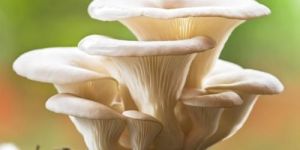 Oyster Mushroom