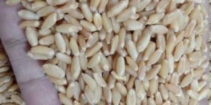 Wheat