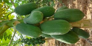 Papaya