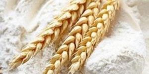 Wheat Flour