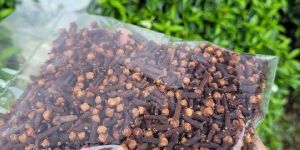 Clove Seeds
