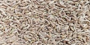 Cumin Seeds