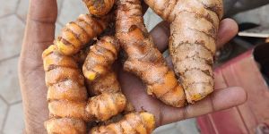 Turmeric Seeds