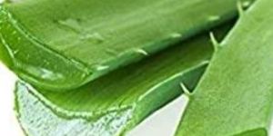 Alovera Leaves