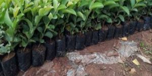 Pragati Pink Guava Plant