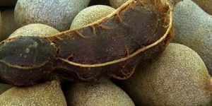 Tamarind