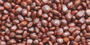 Tamarind Seed
