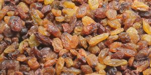 Malayar a Raisins