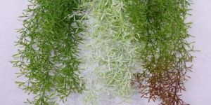 Artificial Aspera Grass Creapers