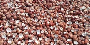 Coconut Copra