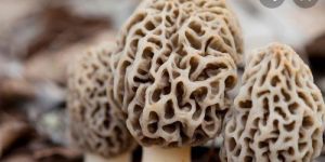 Dry Morel Mushrooms