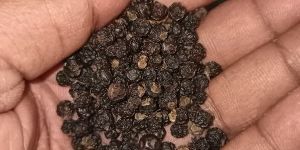 Black Pepper