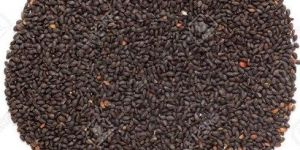 Rama Basil Seeds