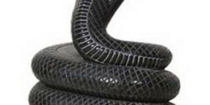 Marble Naag Devta Statue