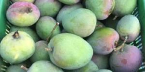 Fresh Mango
