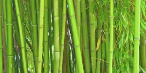 Bamboo Plant