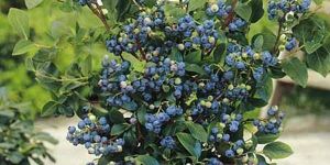 Blueberry Plant