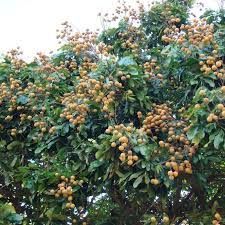 LONGAN FRUIT PLANT