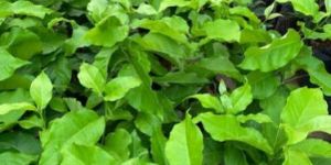 Peanut Butter Fruit Plant